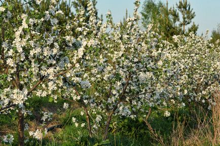 Arbori de măr în formă de colibă ​​în grădina mea nordică