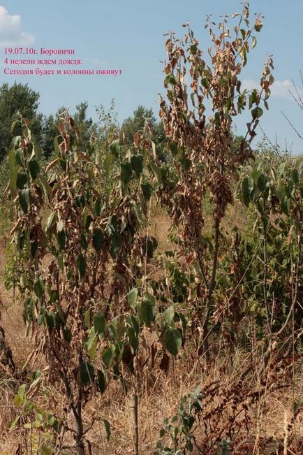 Arbori de măr în formă de colibă ​​în grădina mea nordică