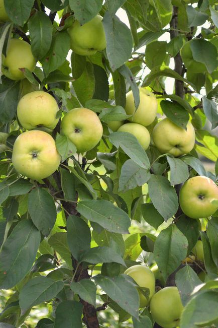 Arbori de măr în formă de colibă ​​în grădina mea nordică