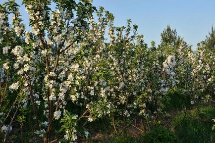 Arbori de măr în formă de colibă ​​în grădina mea nordică