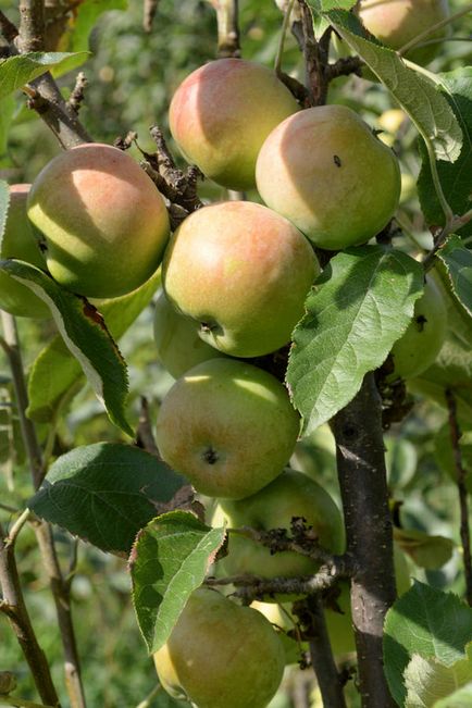 Arbori de măr în formă de colibă ​​în grădina mea nordică