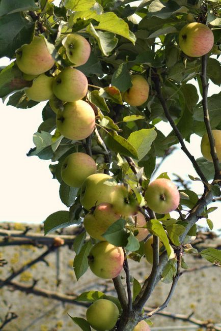 Arbori de măr în formă de colibă ​​în grădina mea nordică