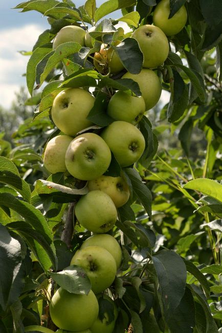 Arbori de măr în formă de colibă ​​în grădina mea nordică