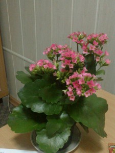 Flori interioare Kalanchoe - cultivare și utilizare, flori de interior