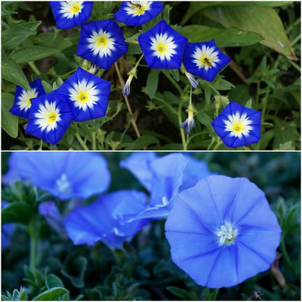 Camera flori bindweed în fotografie, cum să crească o plantă