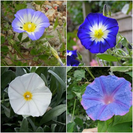 Camera flori bindweed în fotografie, cum să crească o plantă