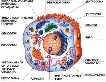 Conceptele caracteristicilor științifice naturale moderne ale nivelului biologic al organizării materiei