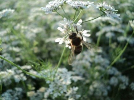 Коріандровий мед корисні властивості і протипоказання
