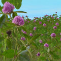 Коріандр посівний - соriandrum sativum l рослини полів - статті - бджолиний рай