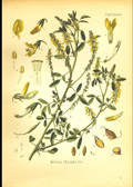 Semințe de coriandru - soiriandrum sativum l terenuri de plante - articole - paradis albinelor