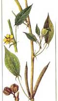 Коріандр посівний - соriandrum sativum l рослини полів - статті - бджолиний рай
