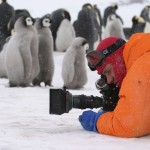 королівські пінгвіни