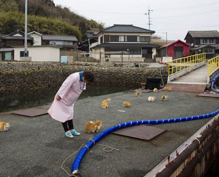 Cat-sziget Aoshima