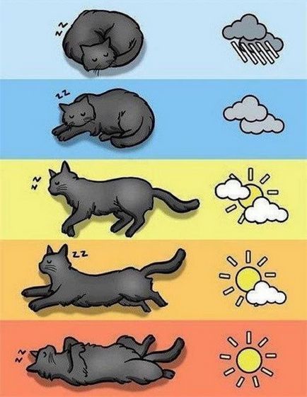 Pisicile sunt cele mai exacte semne meteorologice
