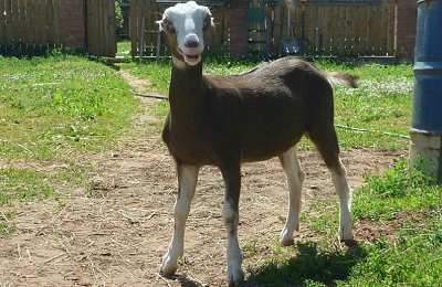 Goat La Mancha descrierea rasei, cum să mențină și să mențină