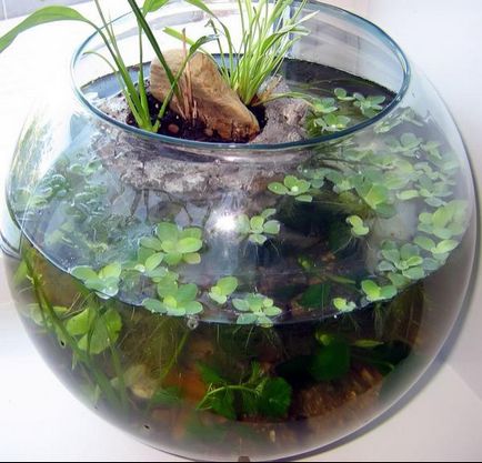круглий акваріум