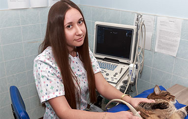 Clinica veterinară non-stop (clinica veterinară) din Moscova, o clinică veterinară (veterinară) în