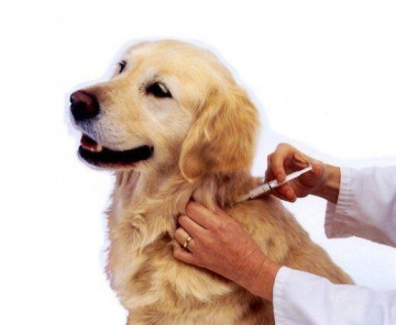 24 de ore de asistență veterinară clinică non-stop, telefon Vetclinics Sophie 7 (495) 380-38-14