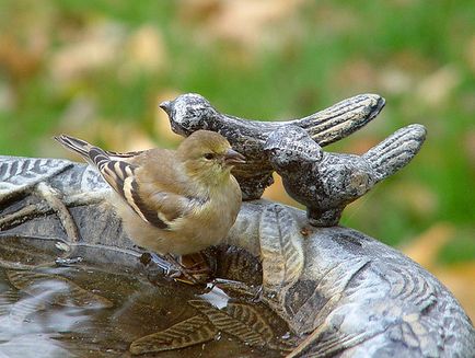 Bird's grădină în grădină cu mâinile tale, fotografie, plante o grădină