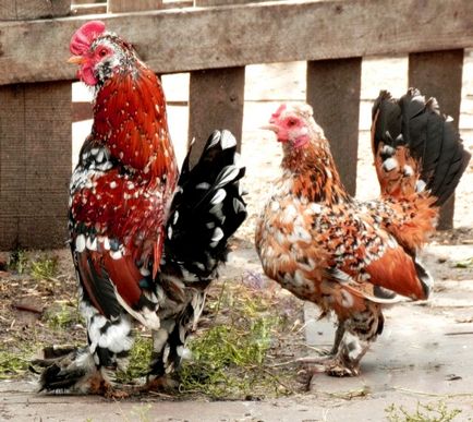 Pui de specii ornamentale, vrăjitoare agroindustrială