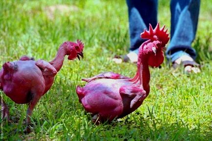 Pui de specii ornamentale, vrăjitoare agroindustrială