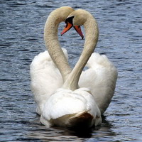 Swans - îngrijire și reproducere