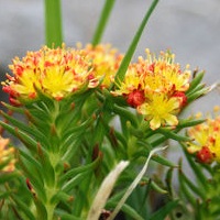 Proprietăți terapeutice ale rhodiola rosea - o plantă pozitivă