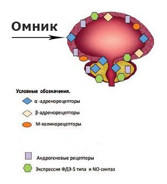 Лікування аденоми простати, клініка урології першого МГМУ їм