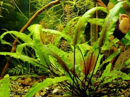 Лікування хвороб акваріумних рослин - початківцям аквариумистам
