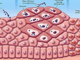 Tratamentul metaplaziei cervicale