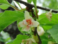 Este ușor să crească viță de vie magnolie chineză, flori în grădină (gospodărie)