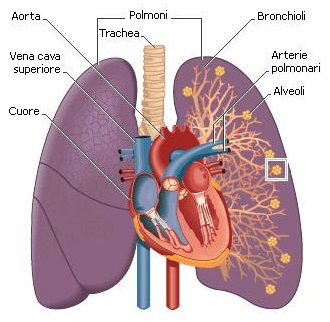 Pulmonáris magas vérnyomás, idiopátiás okok, tünetek, kezelés