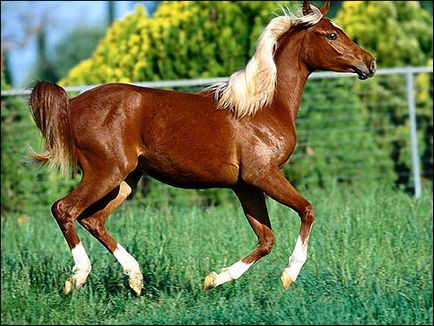 Кінь як живий двигун, будова тіла коня органи травлення відсутність рубця зуби зубною