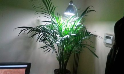Кращі кімнатні рослини для дому