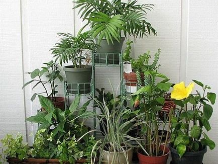 Кращі кімнатні рослини для дому
