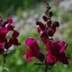 Snapdragon - cultivare, soiuri, fotografii de flori de faringe leu, flori preferate