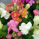 Snapdragon - cultivare, soiuri, fotografii de flori de faringe leu, flori preferate