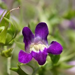 Snapdragon - cultivare, soiuri, fotografii de flori de faringe leu, flori preferate