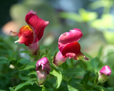 Snapdragon - cultivare, soiuri, fotografii de flori de faringe leu, flori preferate