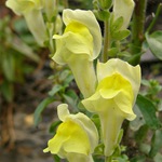 Snapdragon - cultivare, soiuri, fotografii de flori de faringe leu, flori preferate