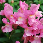 Snapdragon - cultivare, soiuri, fotografii de flori de faringe leu, flori preferate