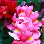 Snapdragon - cultivare, soiuri, fotografii de flori de faringe leu, flori preferate