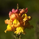 Snapdragon - cultivare, soiuri, fotografii de flori de faringe leu, flori preferate