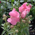 Snapdragon - cultivare, soiuri, fotografii de flori de faringe leu, flori preferate