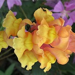 Snapdragon - cultivare, soiuri, fotografii de flori de faringe leu, flori preferate