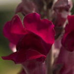 Snapdragon - cultivare, soiuri, fotografii de flori de faringe leu, flori preferate