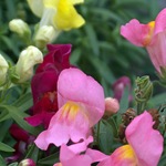 Snapdragon - cultivare, soiuri, fotografii de flori de faringe leu, flori preferate