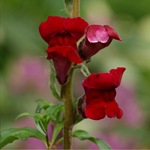 Snapdragon - termesztés, fajták, képek virágot snapdragons, kedvenc virágai