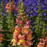 Snapdragon - cultivare, soiuri, fotografii de flori de faringe leu, flori preferate