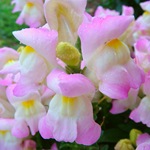 Snapdragon - cultivare, soiuri, fotografii de flori de faringe leu, flori preferate